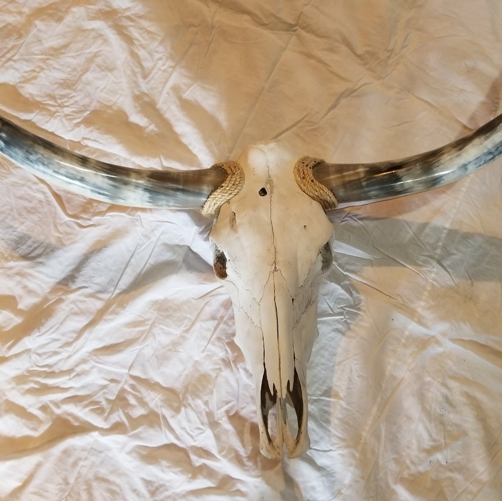 Texas Longhorn